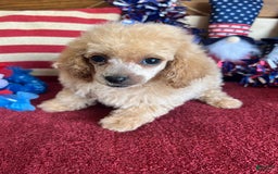 Toy Poodle dogs for sale: Carmella - Image 5