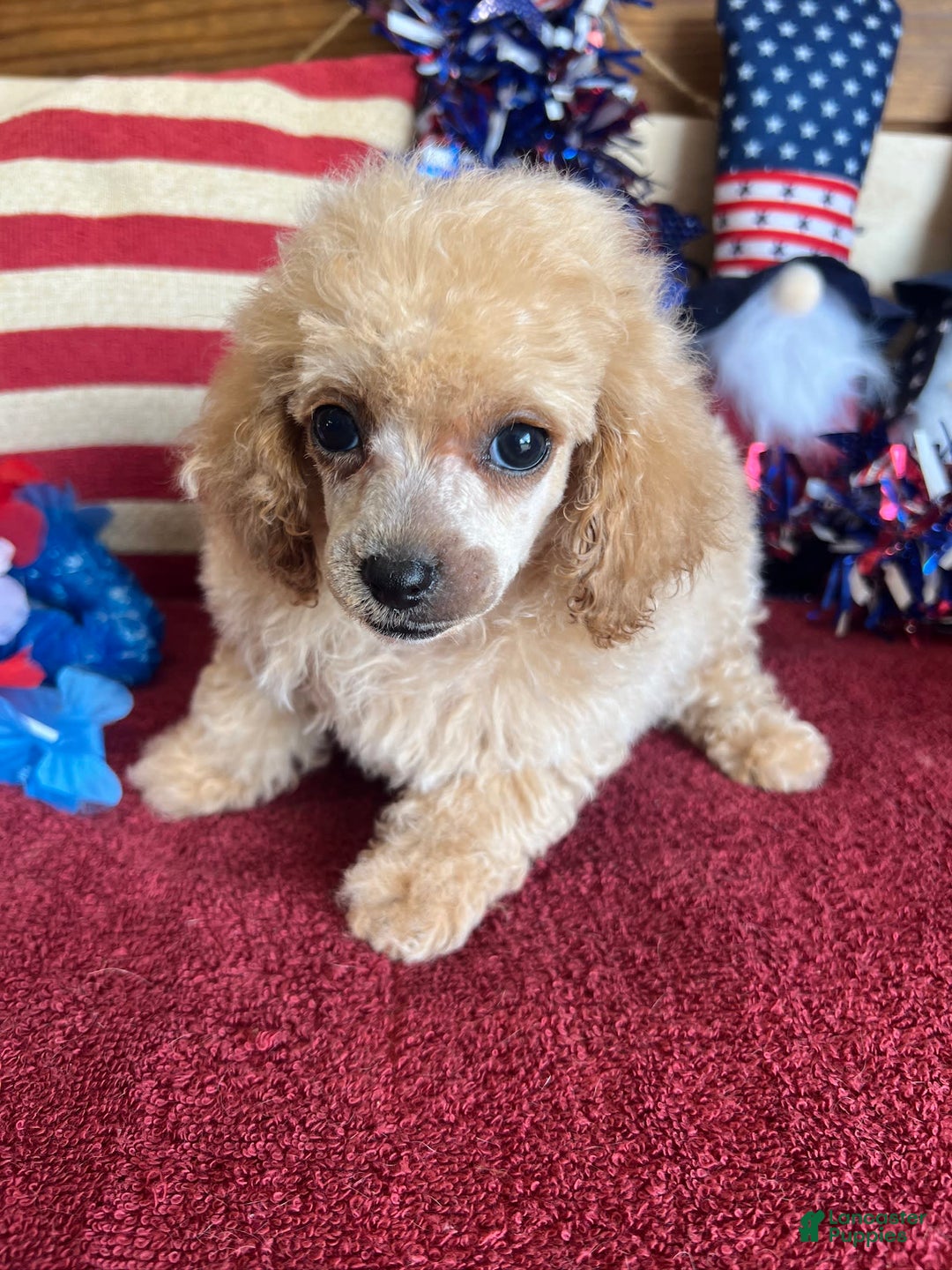 Toy Poodle dogs for sale: Carmella - Image 5