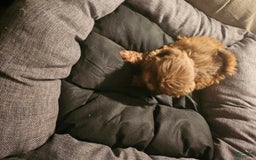 Shih Tzu dogs for sale: Multi Color Wave On Back - Image 1