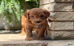 Goldendoodle dogs for sale: Lucy - Image 12