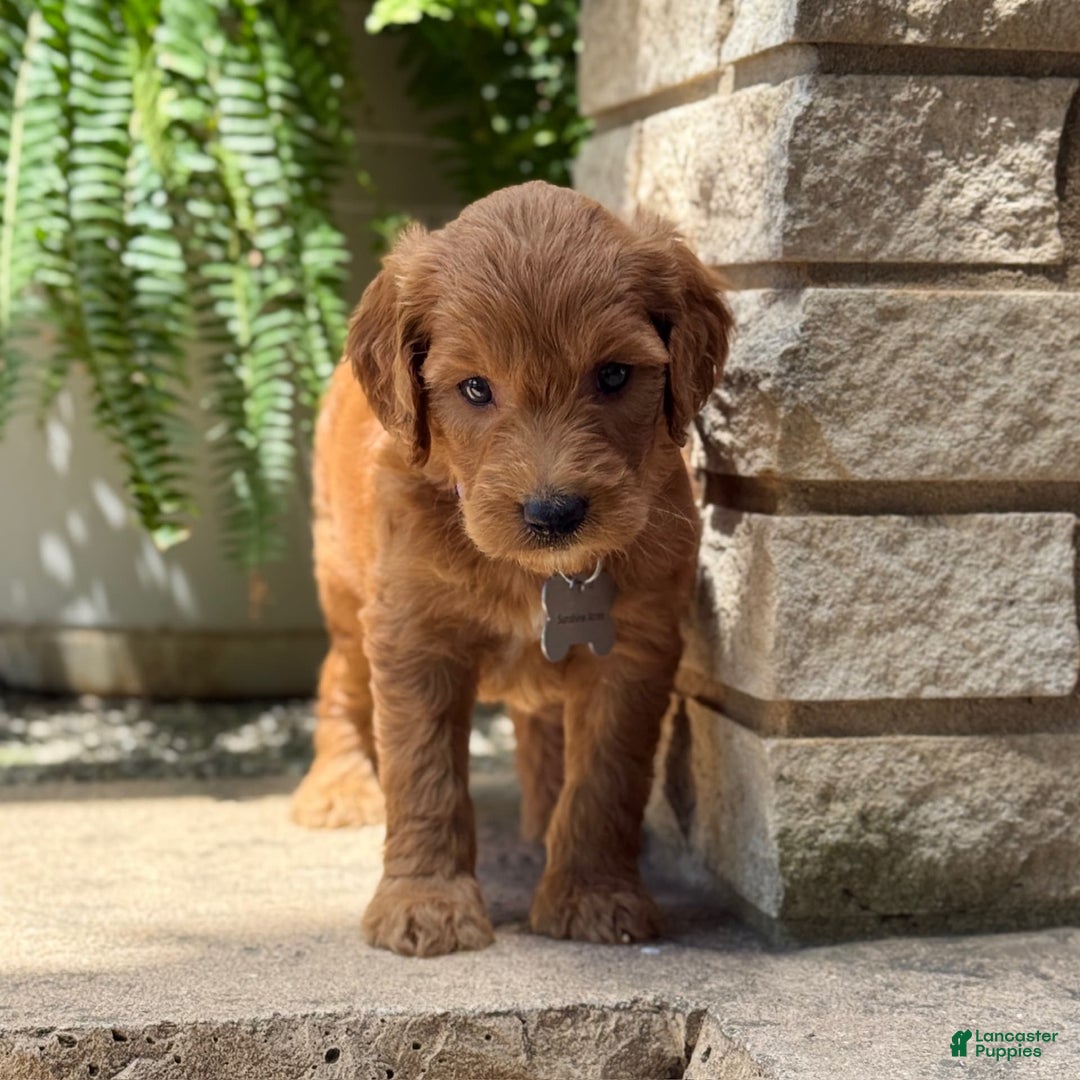 Goldendoodle dogs for sale: Lucy - Image 12