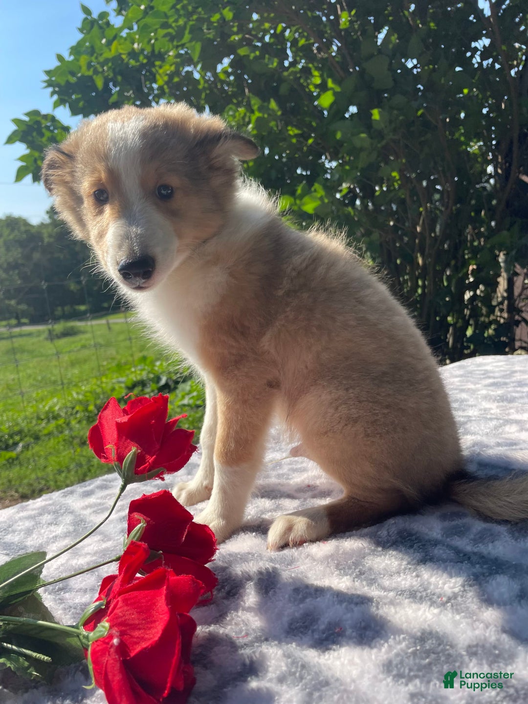 Shetland Sheepdog dogs for sale: Travis - Image 5