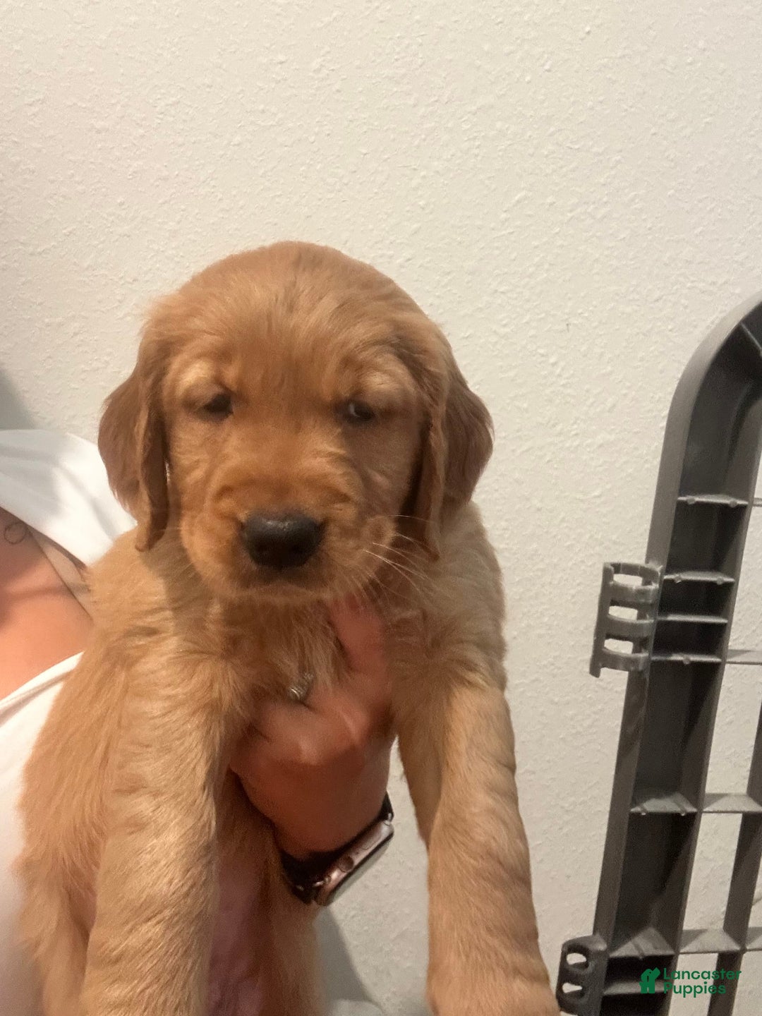 Golden Retriever dogs for sale: Cherry - Image 1