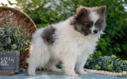 Pomeranian dogs for sale: Harley - Image 4