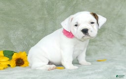 English Bulldog dogs for sale: Jewel - Image 7