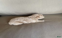 Toy Poodle dogs for sale: Sugar - Image 3