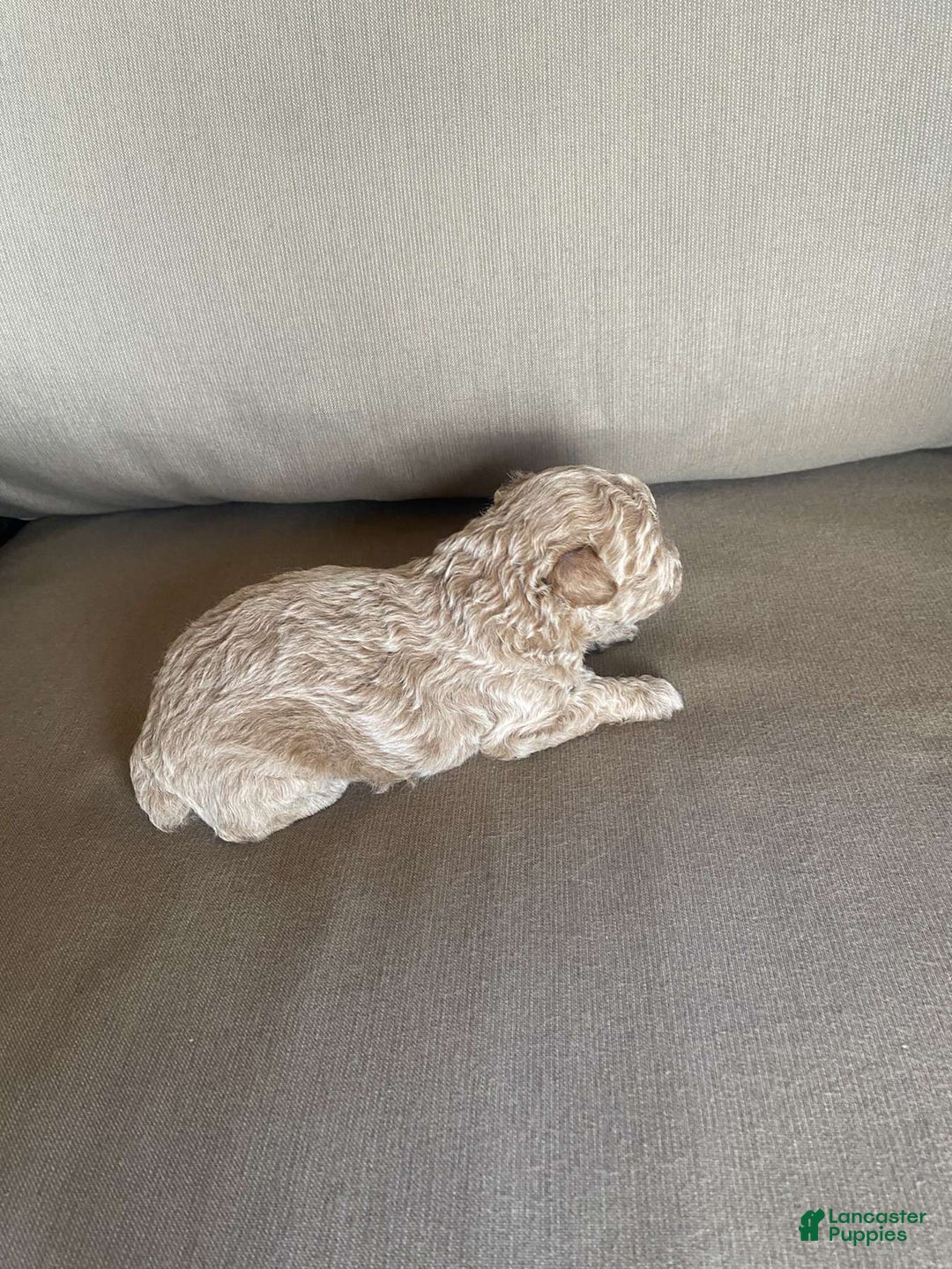 Toy Poodle dogs for sale: Sugar - Image 3