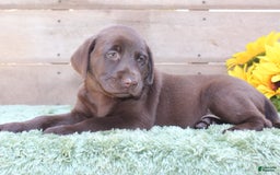 Labrador Retriever dogs for sale: Bonnie - Image 3