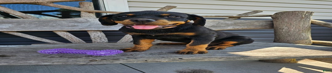 Gracie