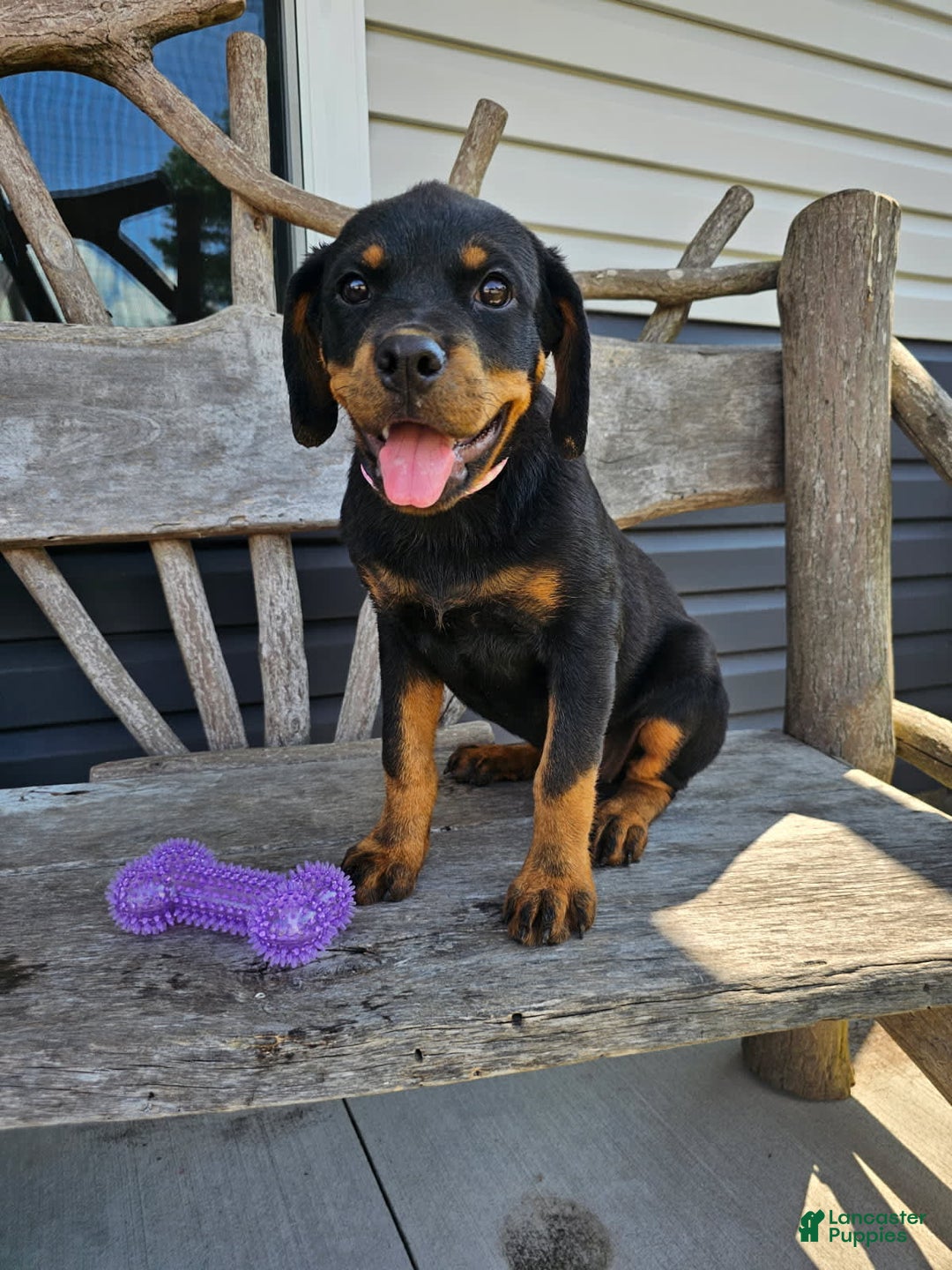 Rottweiler dogs for sale: Gracie - Image 3
