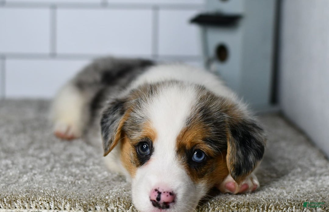 Welsh Corgi Pembroke dogs for sale: Mandy - Image 7