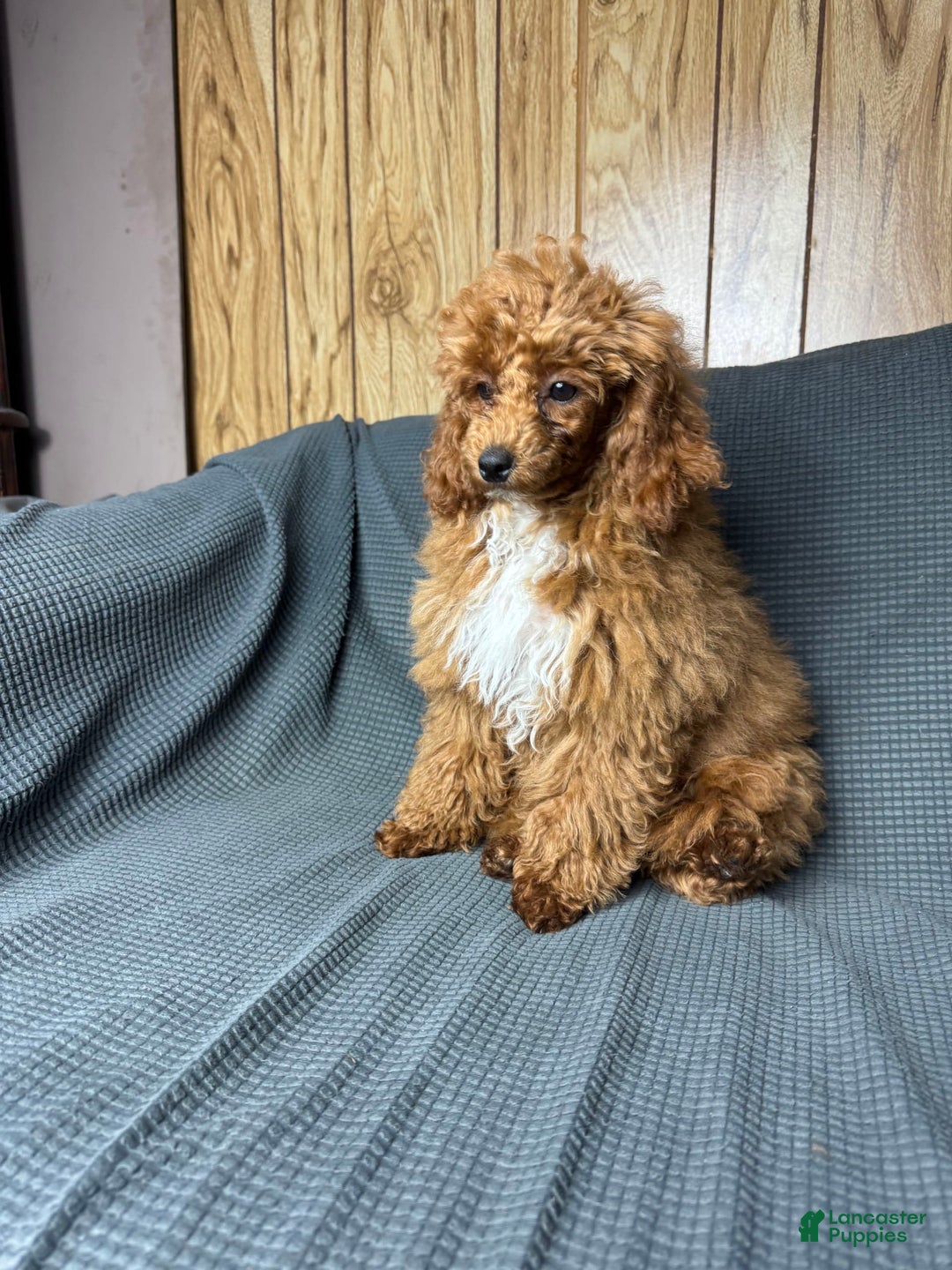 Toy Poodle dogs for sale: Maxi - Image 25