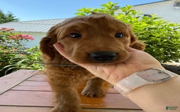 Goldendoodle dogs for sale: Victor - Image 6