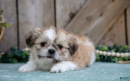 Shih Tzu dogs for sale: Cindy - Image 2