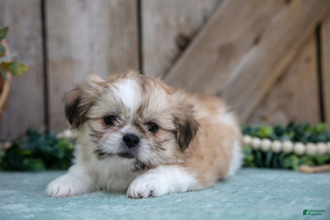 Shih Tzu dogs for sale: Cindy - Image 2