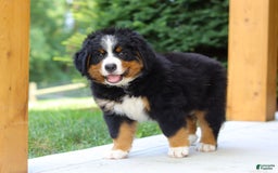 Bernese Mountain Dog dogs for sale: Champ - Image 11