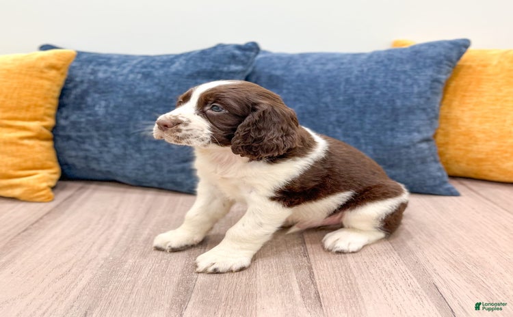 English Springer Spaniel dogs for sale - Ad 4