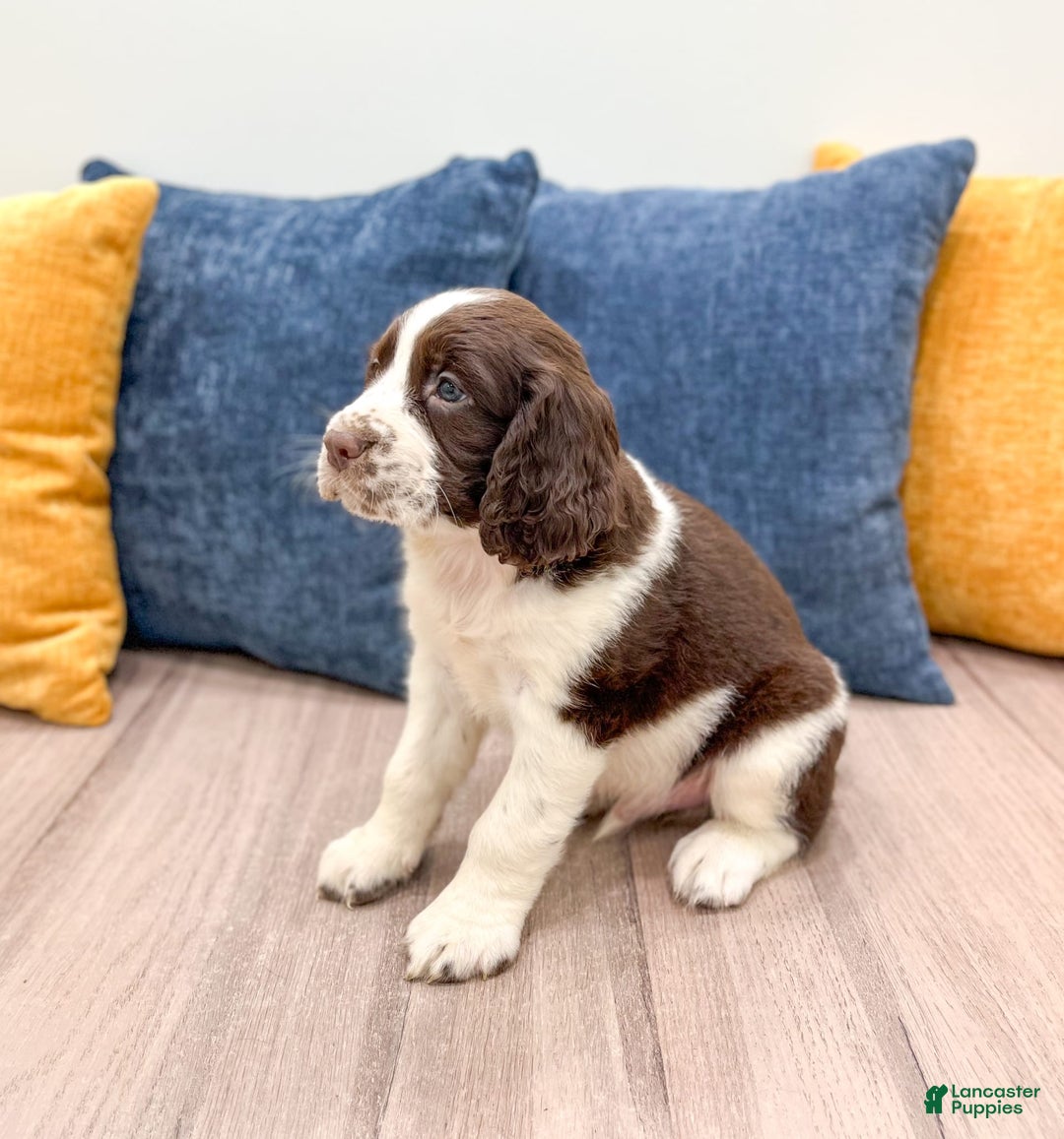 English Springer Spaniel dogs for sale: Lewis - Image 1