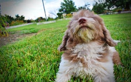 Havapoo dogs for sale: Bambam - Image 3