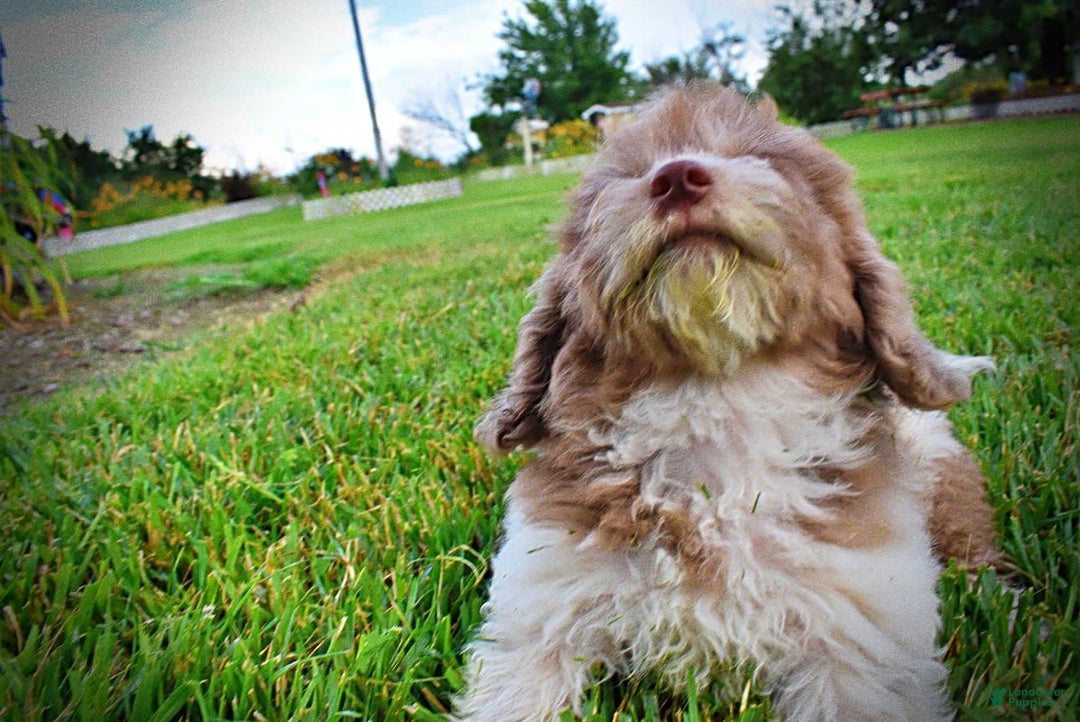 Havapoo dogs for sale: Bambam - Image 3