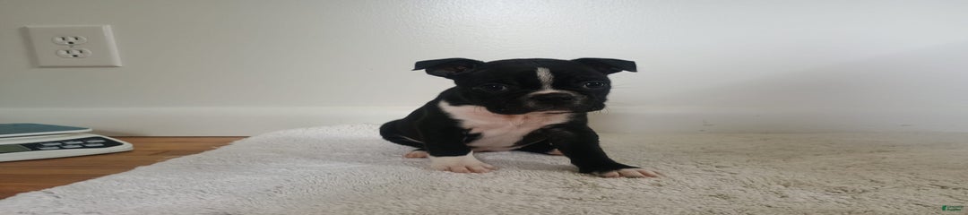 Jax