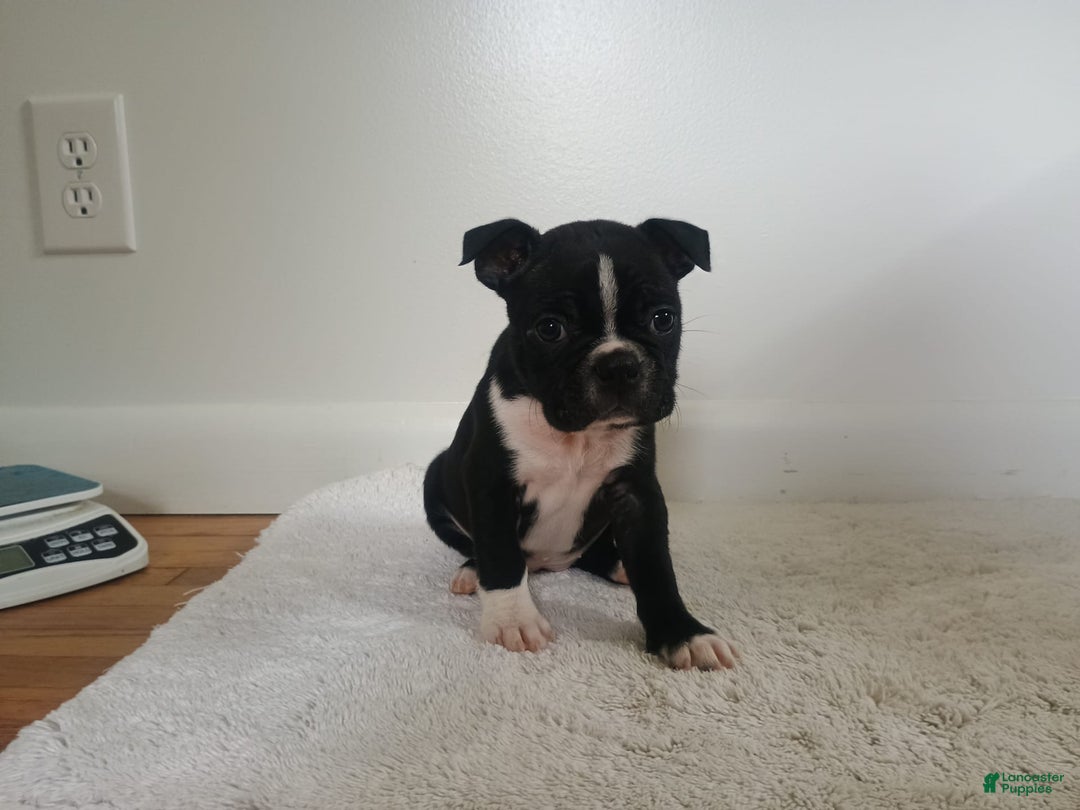 Boston Terrier dogs for sale: Jax - Image 1