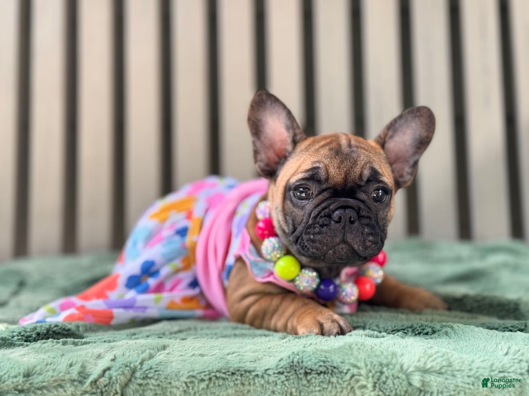 French Bulldog dogs for sale: French Bulldog 2 puppies - Image 2