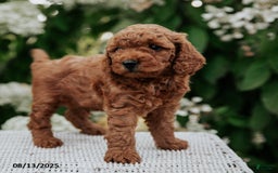 Cavapoo dogs for sale: Titan - Image 2