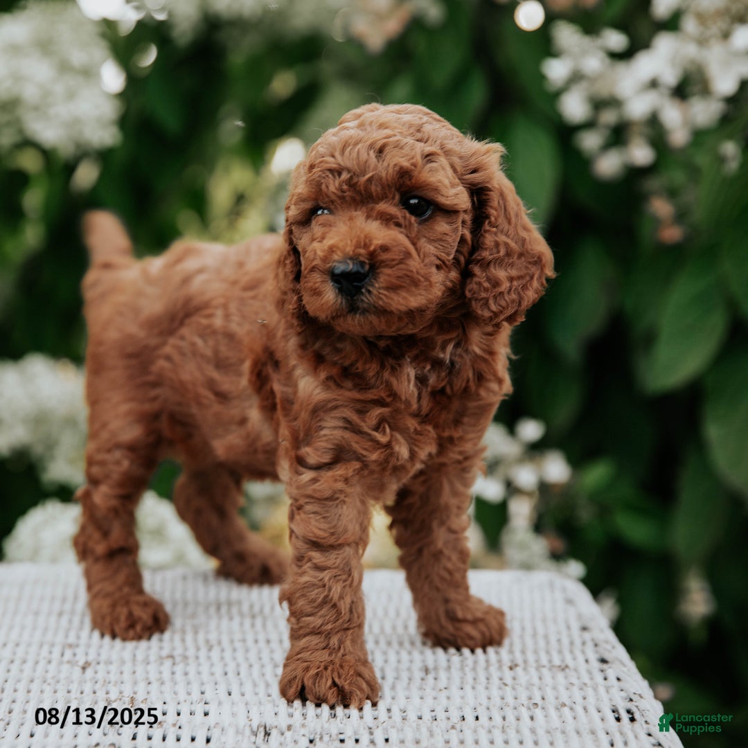 Cavapoo dogs for sale: Titan - Image 2