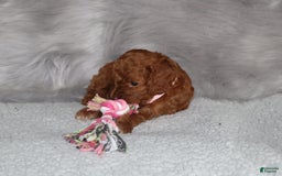 Mini Goldendoodle dogs for sale: Cori 🌷 Micromini - Image 5
