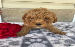 Eskipoo dogs for sale: Leo - Image 1