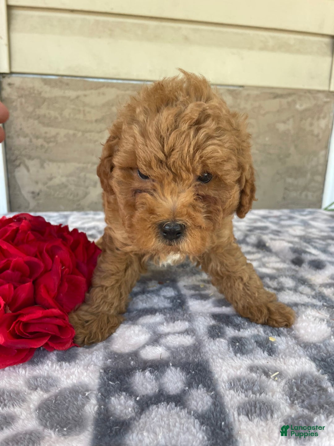 Eskipoo dogs for sale: Leo - Image 1