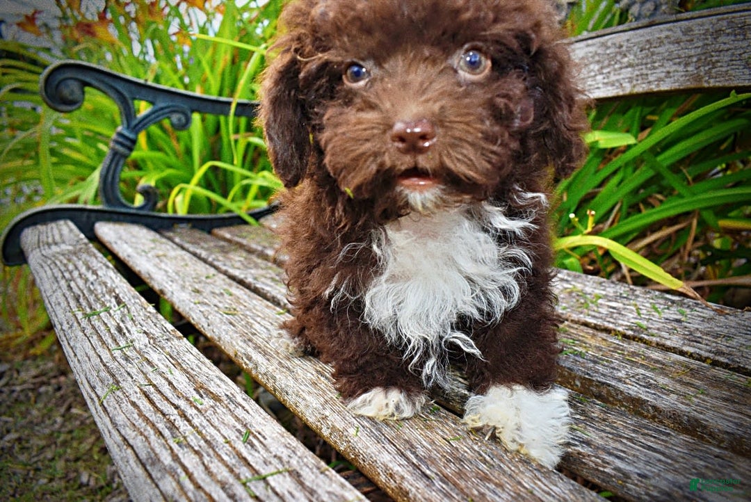 Havapoo dogs for sale: Benson - Image 5