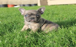 French Bulldog dogs for sale: French Bulldog 3 puppies - Image 44