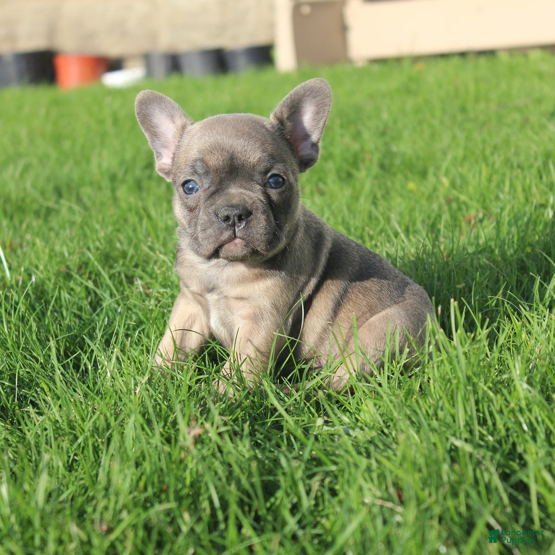 French Bulldog dogs for sale: French Bulldog 3 puppies - Image 44