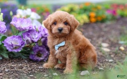 Maltipoo dogs for sale: Dewey - Image 6