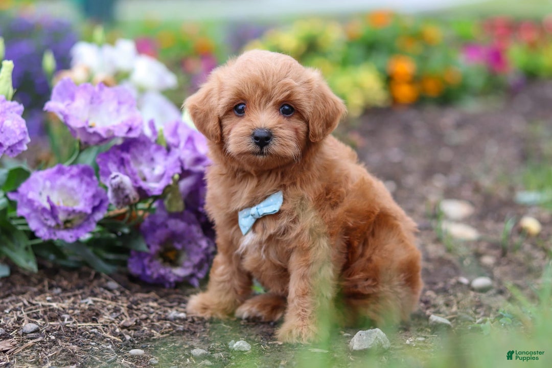 Maltipoo dogs for sale: Dewey - Image 6