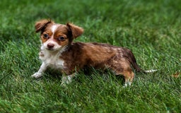 Chihuahua dogs for sale: Nora - Image 2