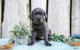 Cane Corso dogs for sale: Ranger - Image 2