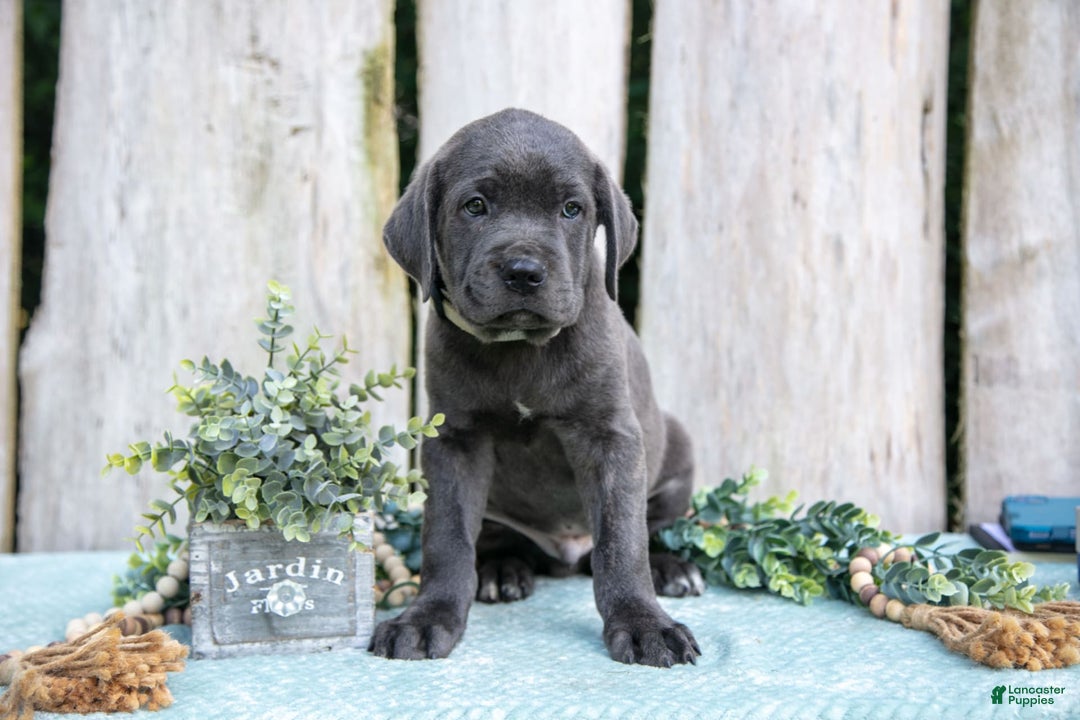 Cane Corso dogs for sale: Ranger - Image 2