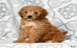 Mini Goldendoodle dogs for sale: Dolly - Image 2