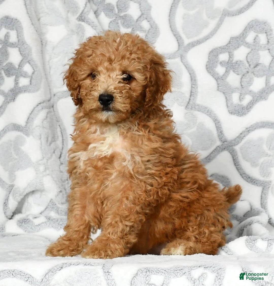 Mini Goldendoodle dogs for sale: Dolly - Image 2