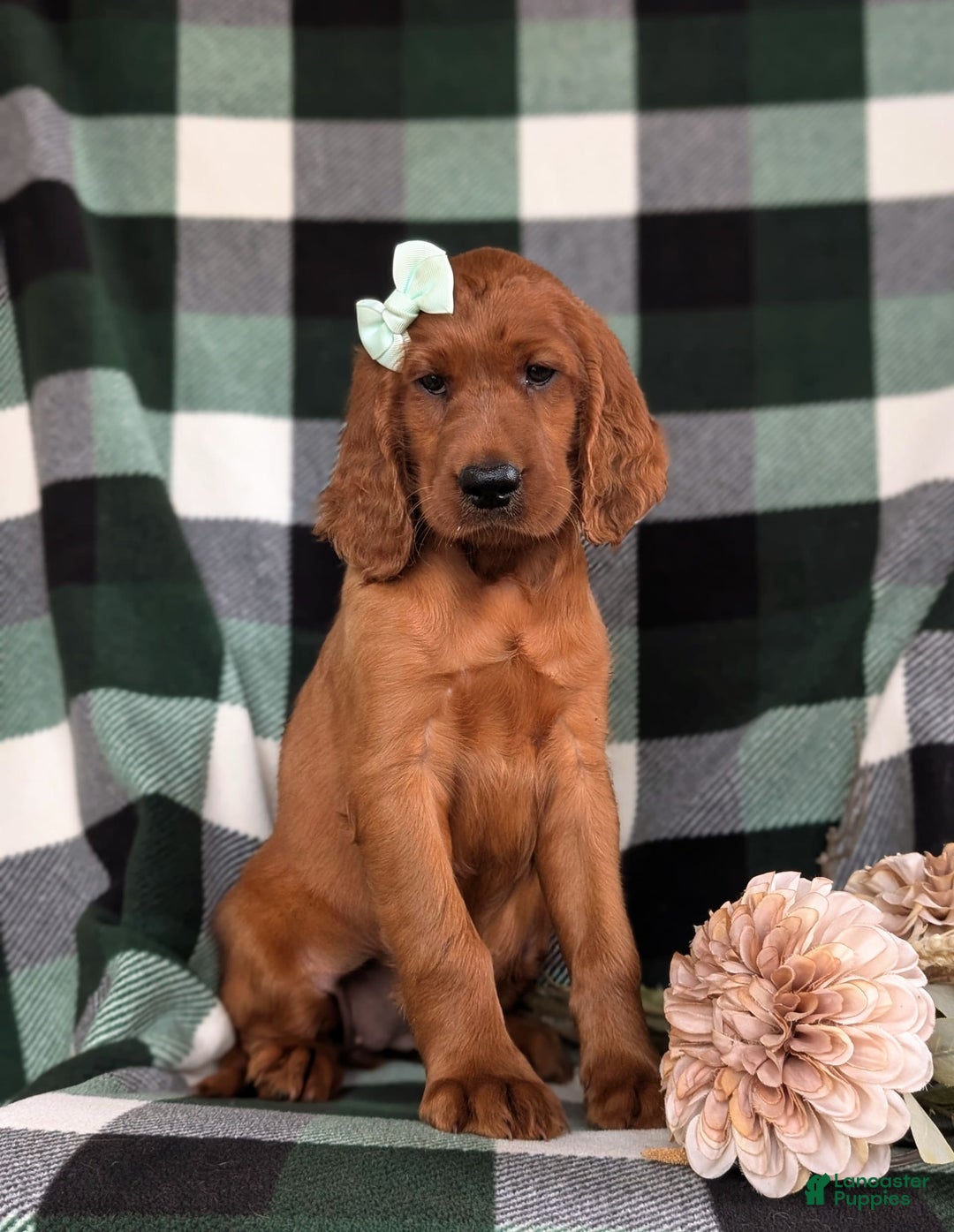 Irish Setter dogs for sale: Ivy - Image 3