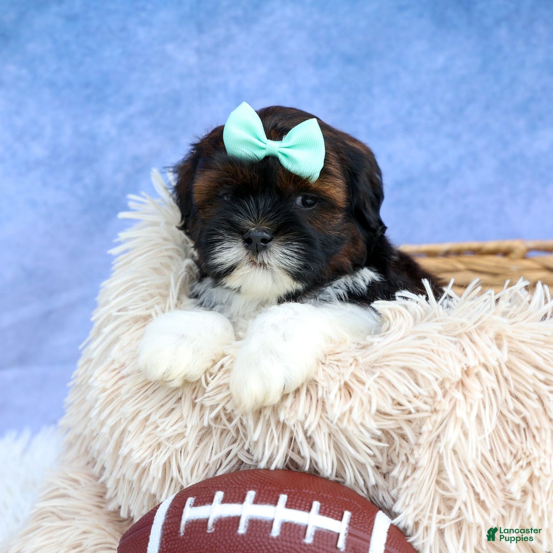 Shihpoo dogs for sale: King - Image 13