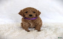 Cavapoo dogs for sale: Precious - Image 4