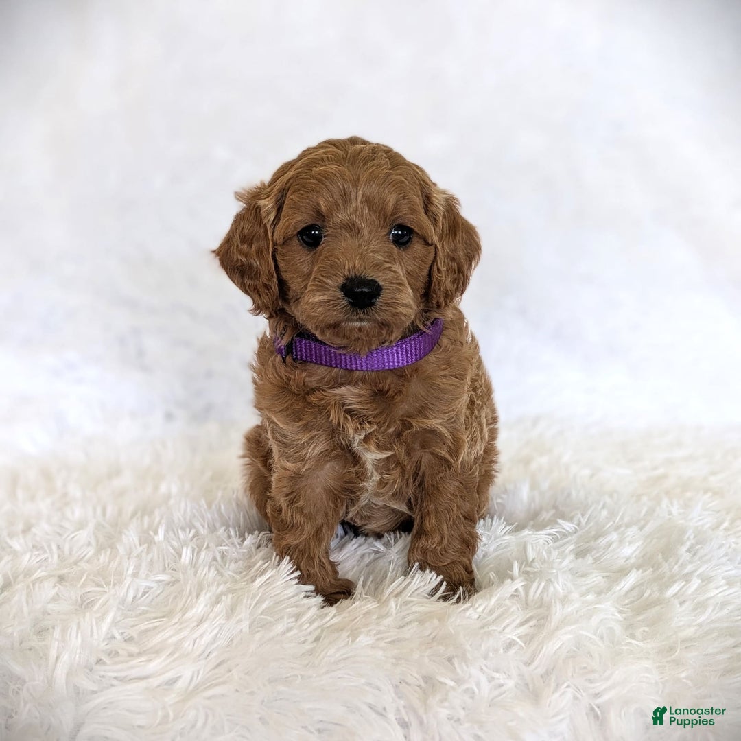 Cavapoo dogs for sale: Precious - Image 4