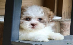 Shihpoo dogs for sale: Lily - Image 2