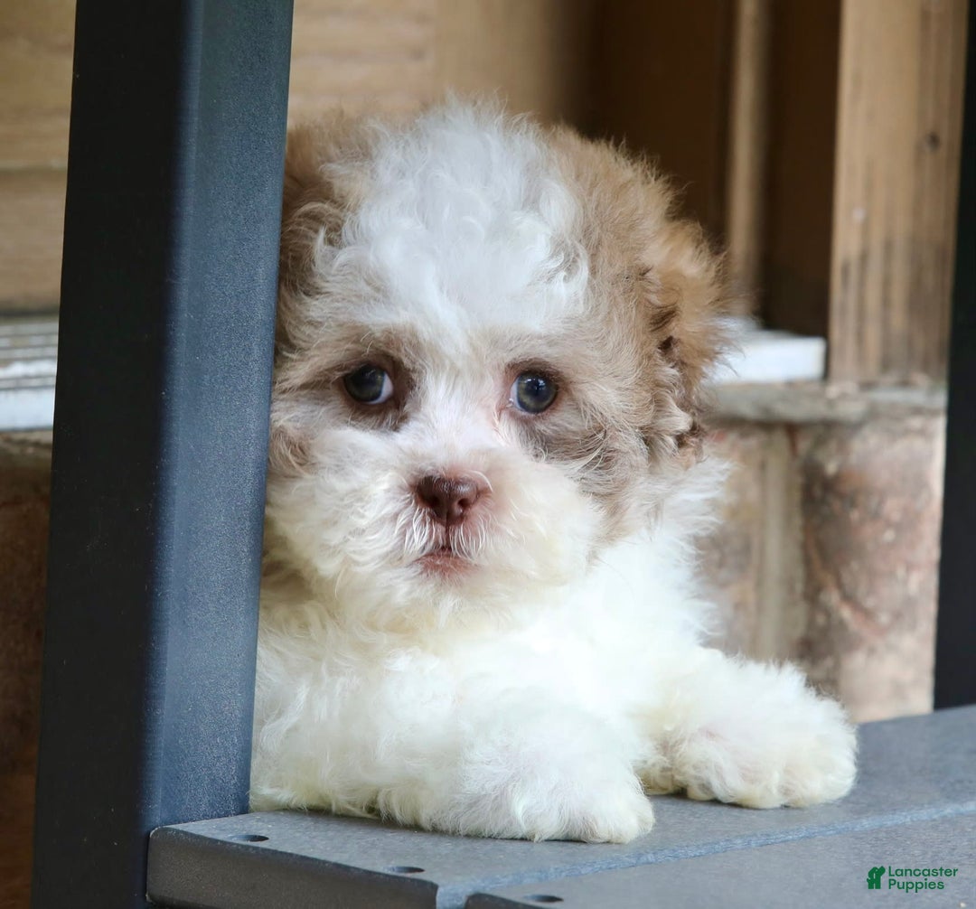 Shihpoo dogs for sale: Lily - Image 2