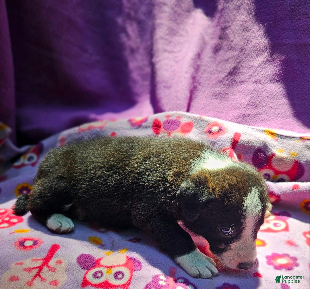Border Collie dogs for sale: Coco - Image 2