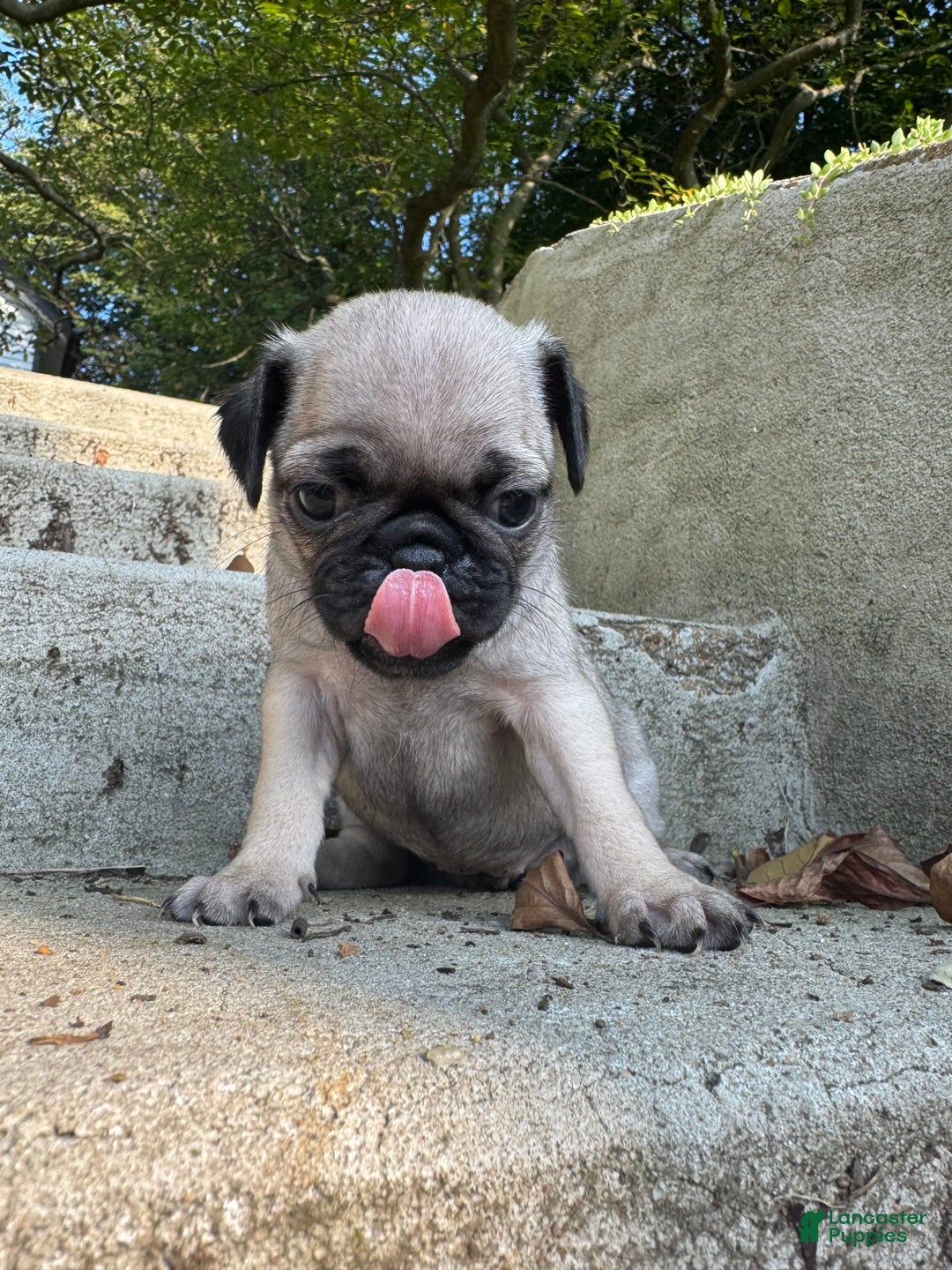 Pug dogs for sale: Mabel - Image 1